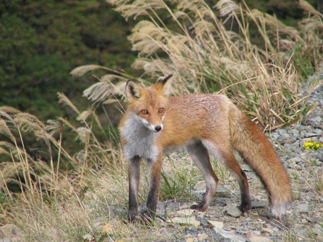 Ein Besucher