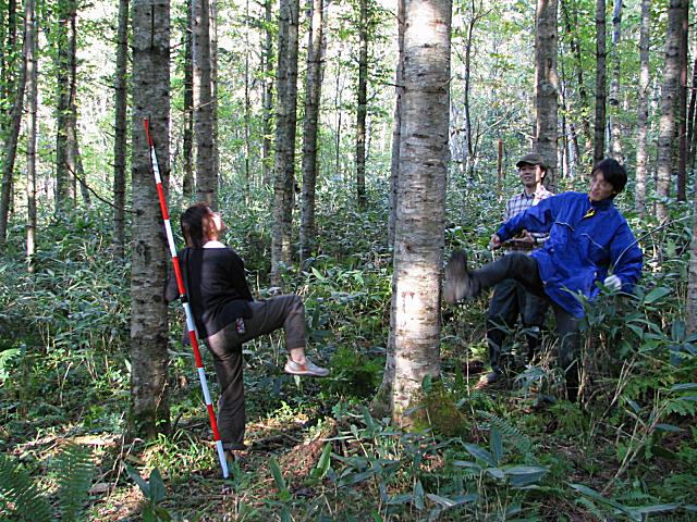 Tree Kicking